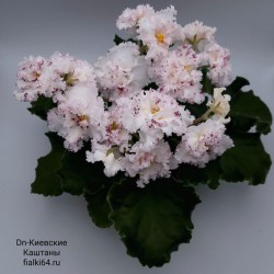 Dn-Киевские Каштаны